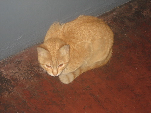 A cat roaming around the clinic.