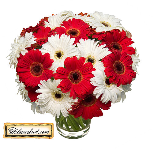 Red And White 81. red and white gerbera daisies