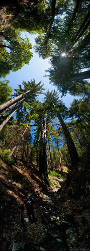 Nacimento Creek Redwoods_web