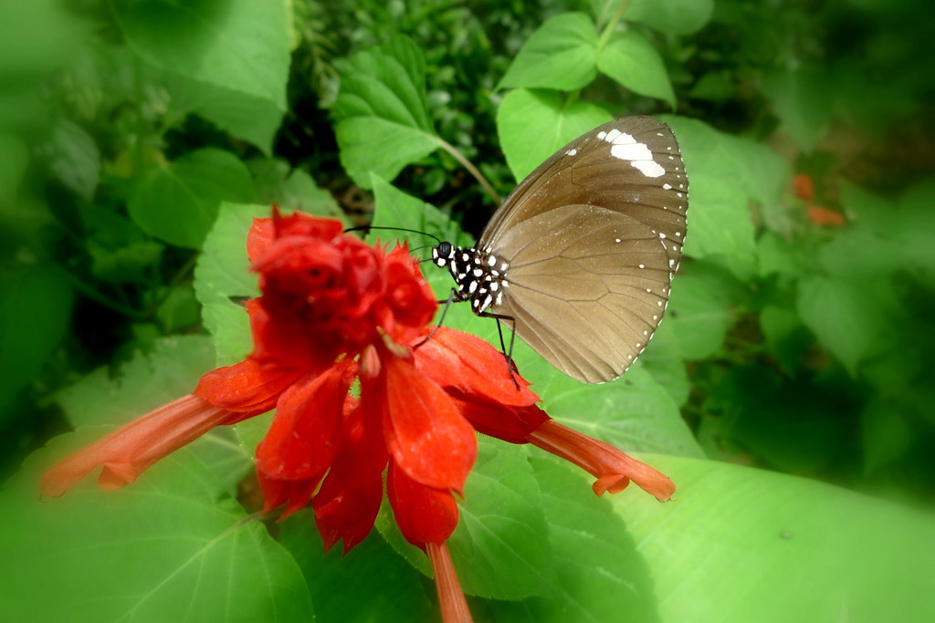 La Union Botanical Garden and Butterfly Photography
