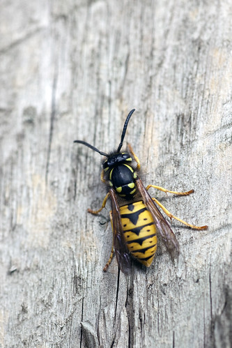 German Wasp (Vespula germanica)