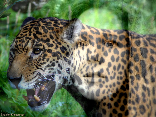 me jaguared