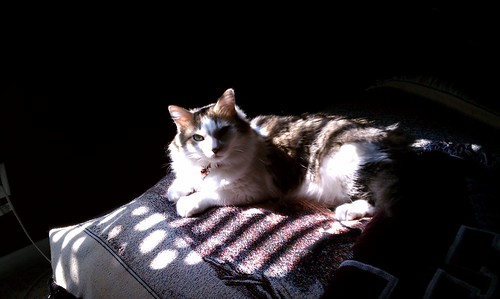 Sunning cat