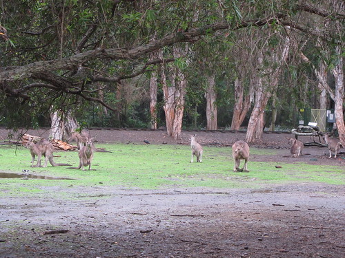 Wildlife Currumbin Sanctuary, Gold Coast Australia