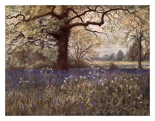 015-Jacintos silvestres-Kew gardens 1908- Martin T. Mower