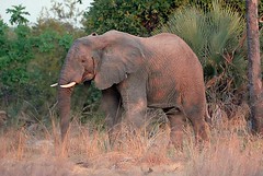 Lufupa Elephant #1