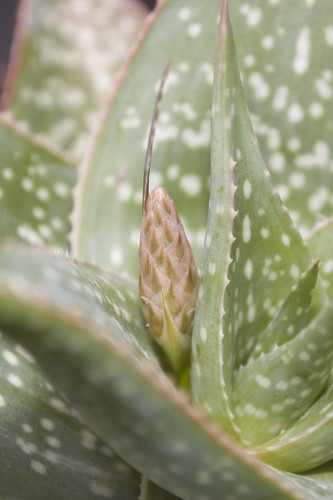 Aloe hybrid bud