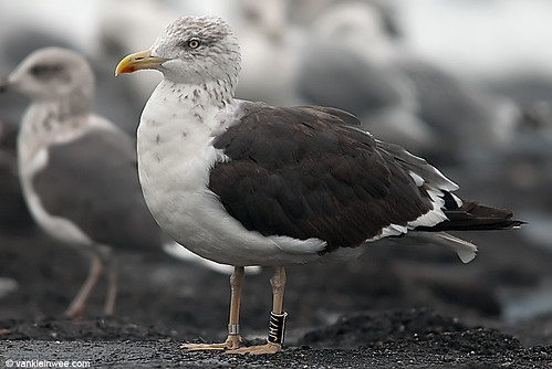 Nordic Lesser Black-backed Gull, adult, Bk[JH77]