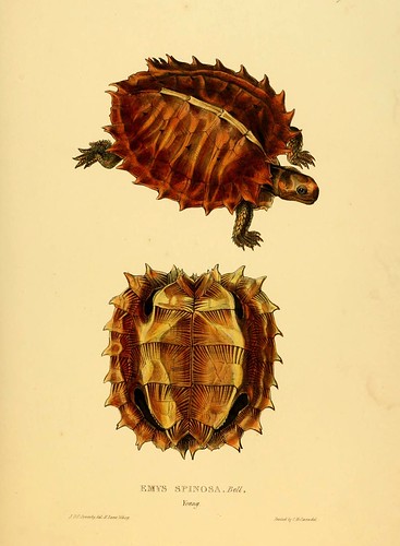 014-Emys Spinosa .Bell joven-Tortoises terrapins and turtles..1872-James Sowerby