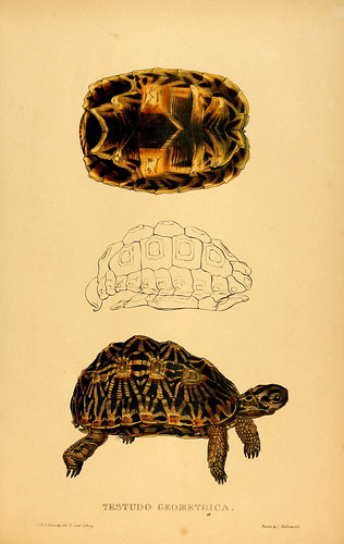 019-Testudo Geometrica-Tortoises terrapins and turtles..1872-James Sowerby