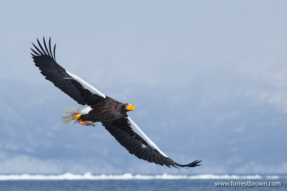 Hokkaido, Japan, Nature Photography, Workshop, Winter, Wildlife, Eagle, Ocean