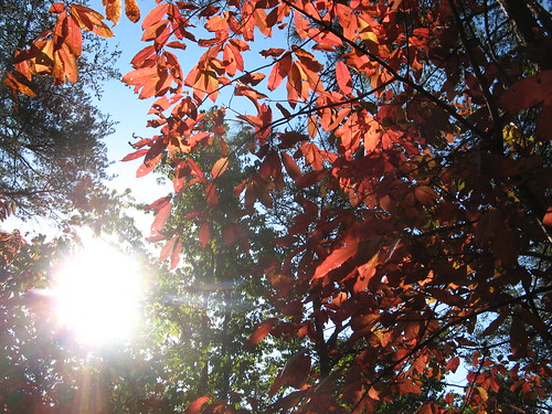 Sun and leaves