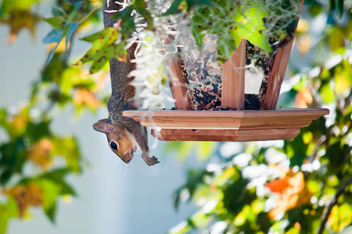 Mission Impossible Squirrel