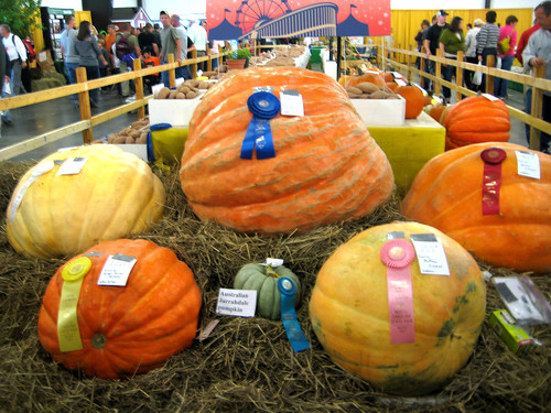 Prizewinning pumpkins!