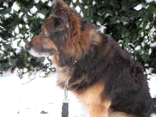 Rufus i sne