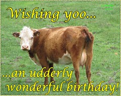 eCard - Birthday - cow: udderly wonderful