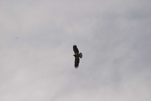 immature golden eagle pictures. Immature Golden Eagle, Eagle Peak, CO
