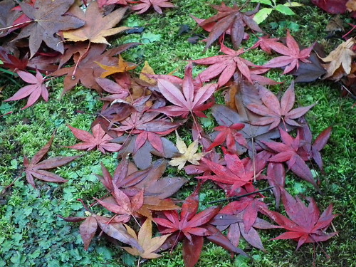 Maple leaves1