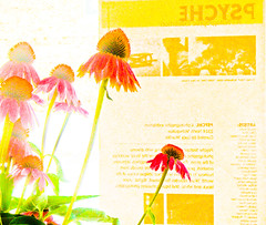 Psyche-Flower03237Web