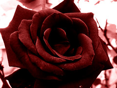 red ”velvet” rose by Chickens in the Trees (vns2009), on Flickr