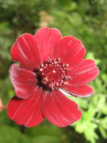 More Cosmos Atrosanguineus or Chocolate flower