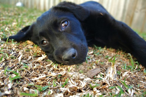 Maddie - black Labrador Retriever