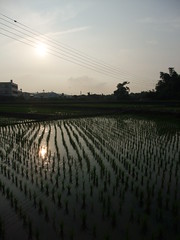 秀山村梯田，一期、二期作種稻，裡作種麥