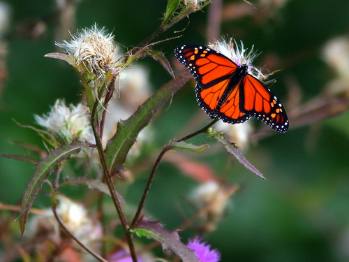 Monarch butterfly 20100909