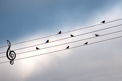 Bird On The Wire