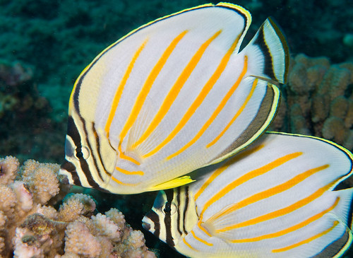 Ornate Butterflyfish (Chaetodon ornatissimus)