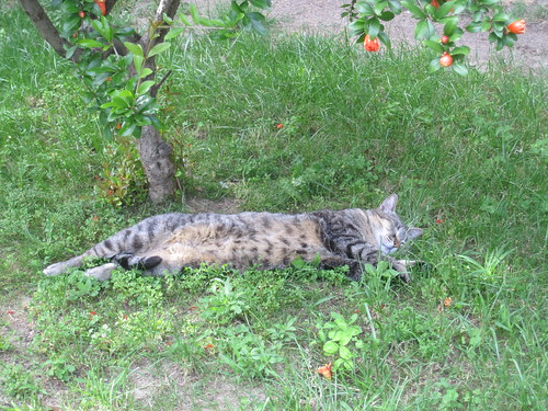 cat sleeping in the grass