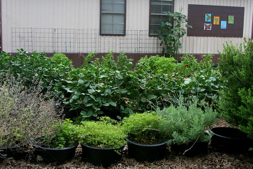 school garden planting rows
