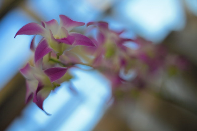 bokeh orchid