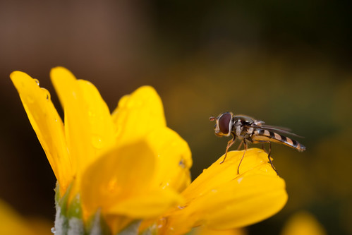 Hoverfly at Roma St Parklands
