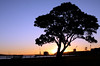 Pohutukawa Tree against the Sunset