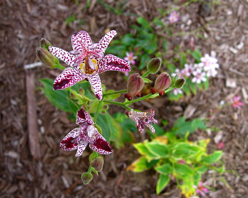 Toad lilies overall