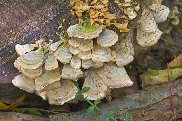 Bittersweet Woods Conservation Area, in Des Peres, Missouri, USA - mushrooms 1