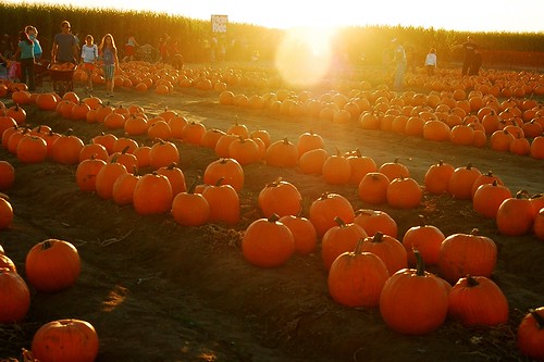 Sunset on the Pumpkin Patch