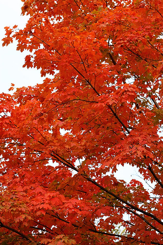 Autumn on Magnolia Avenue