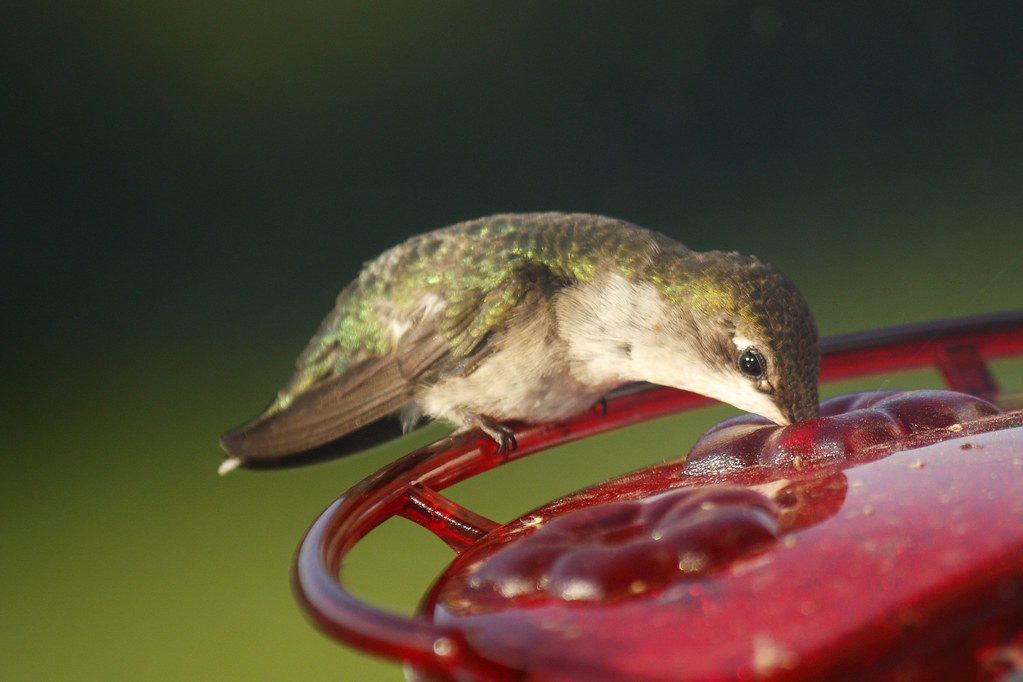 Ruby-throated hummingbird (22)