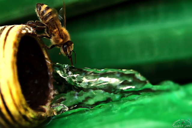 Thirsty Bee (Explored)