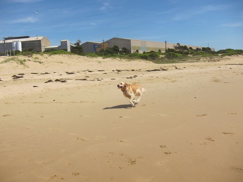 MM dog beach