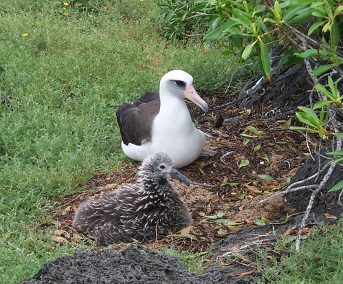 Laysan albatross, Credit USFWS Chris Swenson