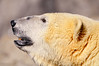 Profile of a polar bear by Tambako the Jaguar, on Flickr