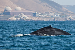Shown here is a Humpback Whale (Megaptera nova...