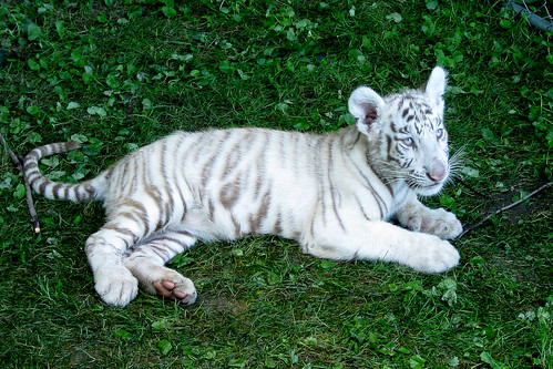 Zoar, Ohio Harvest Festival 2010: Tiger cub.