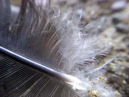 feather macro
