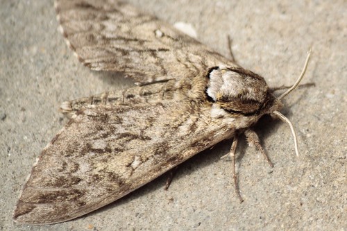 Waved Sphinx moth (2) - Copy