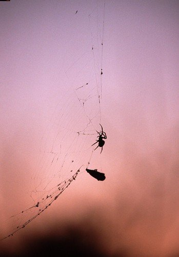 spider in the a.m.