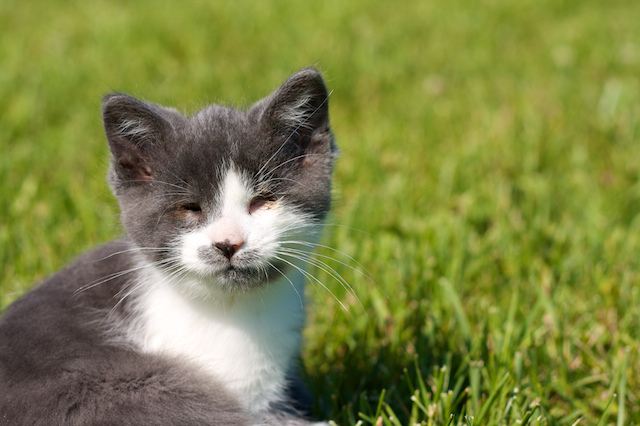 cute blind cat grey kitten